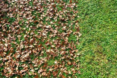 Leaf Mulching for Lawn Benefits