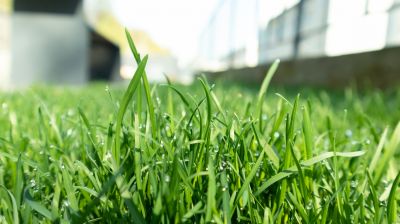 Lawn with Healthy Growth